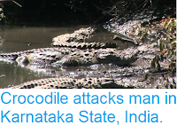 https://sciencythoughts.blogspot.com/2018/12/crocodile-attacks-man-in-karnataka.html