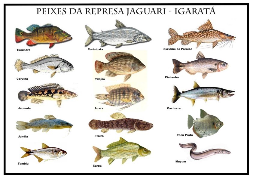 LOTES JUNTO A REPRESA DE JAGUARI IGARATÁ SP PEIXES DA REPRESA JAGUARI LOTES JUNTO A REPRESA DE JAGUARI IGARATÁ SP PEIXES DA REPRESA JAGUARI