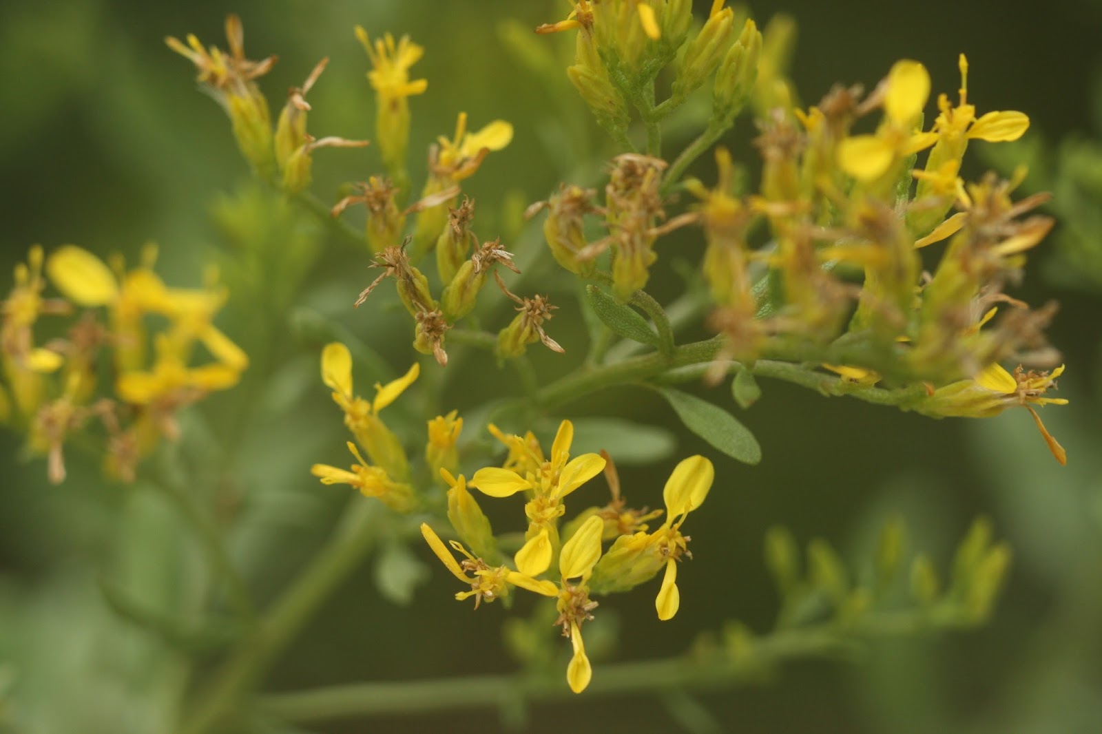 Native Florida Wildflowers Extra Seed Willing to Share