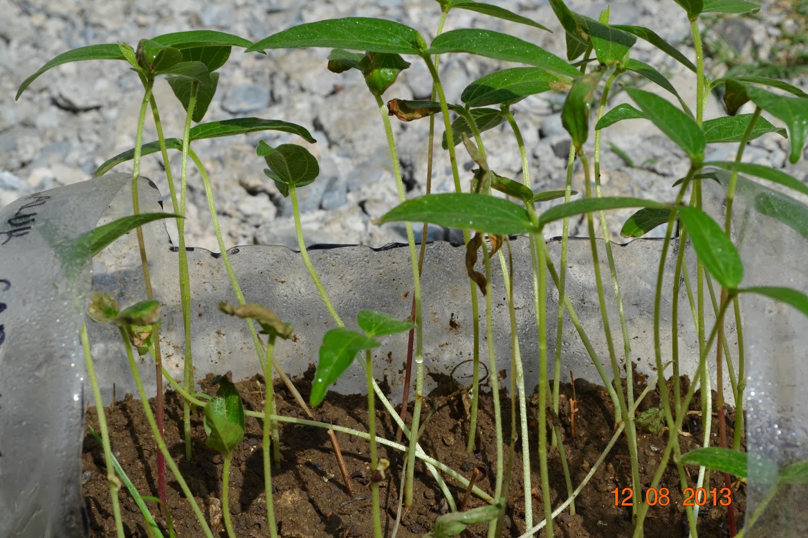 Herbology Lessons Our Plant