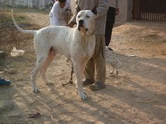 Indian Dog Breeds Price list