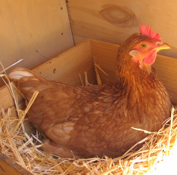 hens, chickens, laying hens, training hens to lay eggs, training hens where to lay eggs, training your hens where to lay eggs