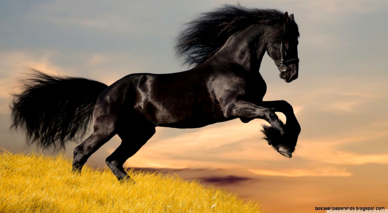 Black Horse HD desktop wallpaper  Widescreen  High Definition