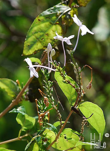 Pseuderanthemum palatiferum 