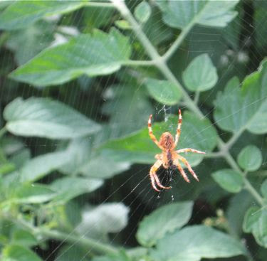 spider in the tomato plants