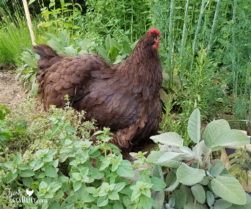Herbs for Hens® When, Where and Why Fresh Eggs Daily® with Lisa Steele