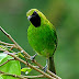 Jenis burung yang memiliki warna hijau di seluruh tubuhnya - Burung Unik