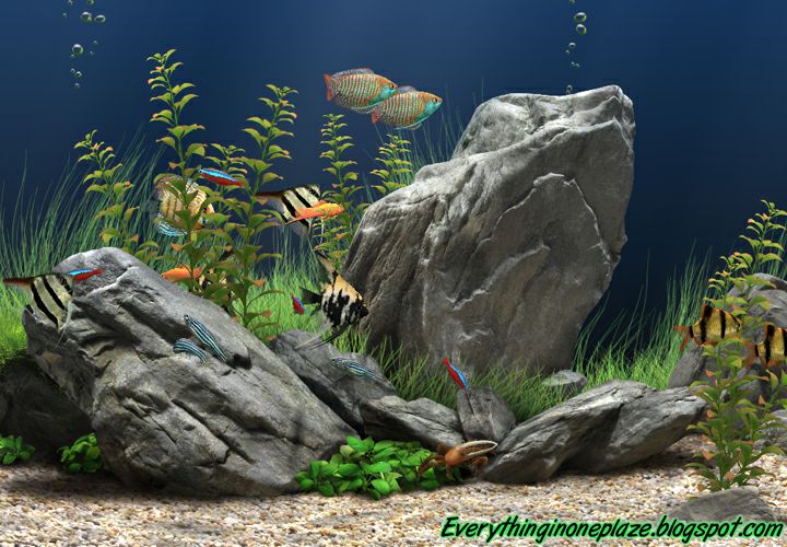 Dream aquarium the best screensaver full edition serial number