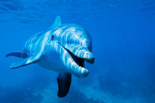 Journée mondiale des dauphins : 4 faits étonnants sur ces cétacés