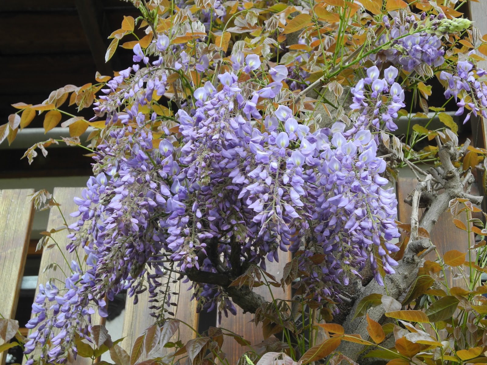 Schmiedegarten Der Blauregen blüht