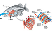 Bir balık solungacını, yapısını ve çalışma şeklini gösteren çizim