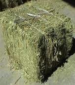 Alfalfa Hay Best Price