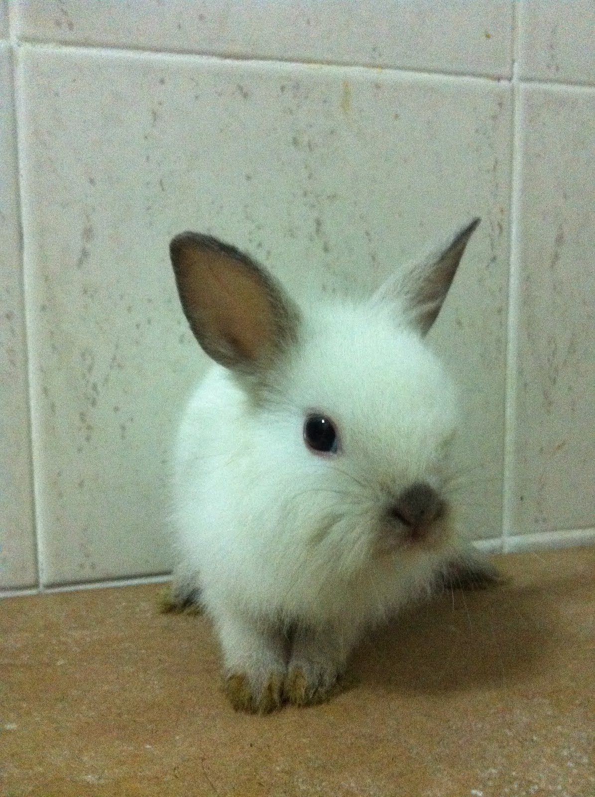 Available Bunnies for sales13rd Feb 2011 Bun bun bunnies