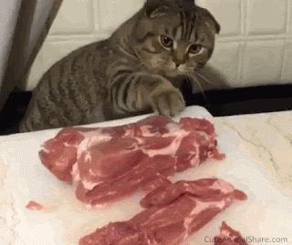 Image result for cat eats meat gif