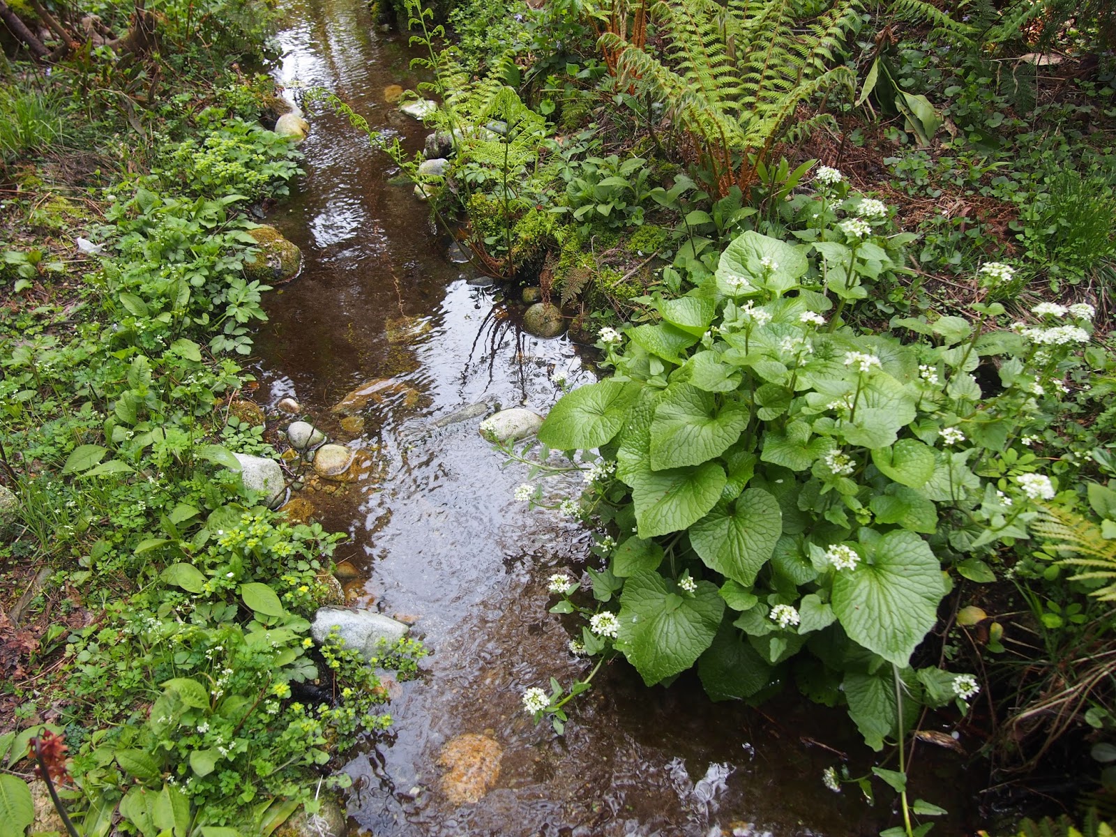 湧水に生きる自然 杉沢の沢スギ 入善町
