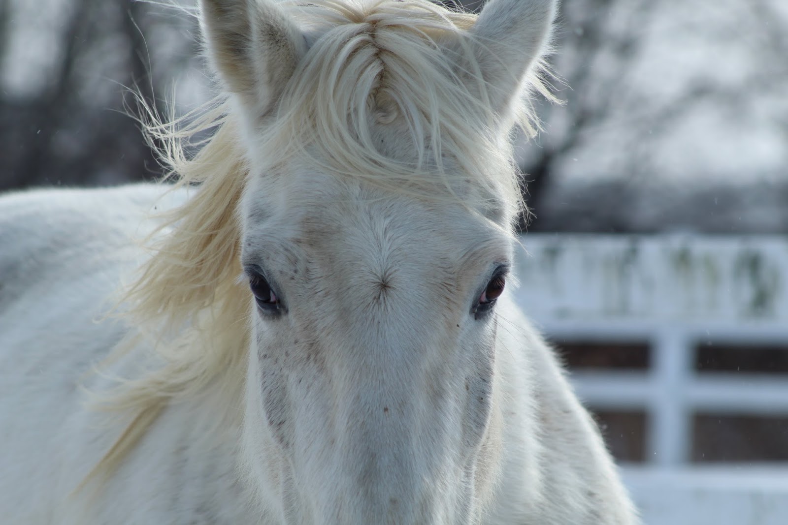 White Horses in Art and Photography