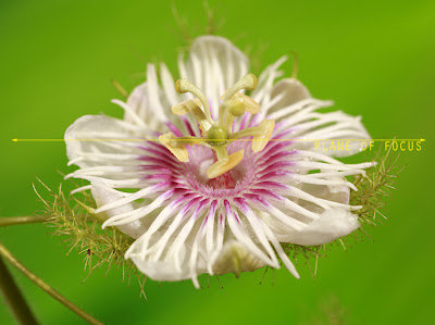 focus stacking focus stacking