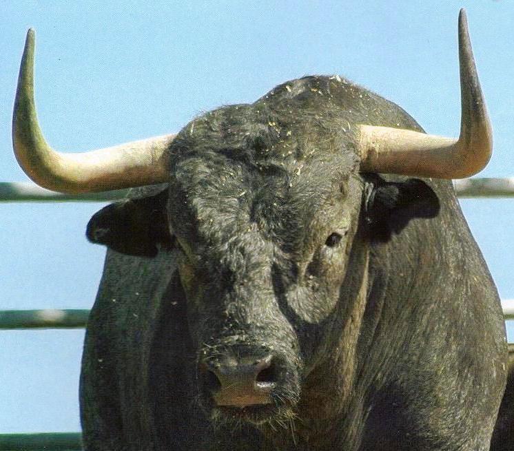 VETERINARIOS TAURINOS DE ANDALUCIA UN FRAUDE NECESARIO DE LEGISLAR EL