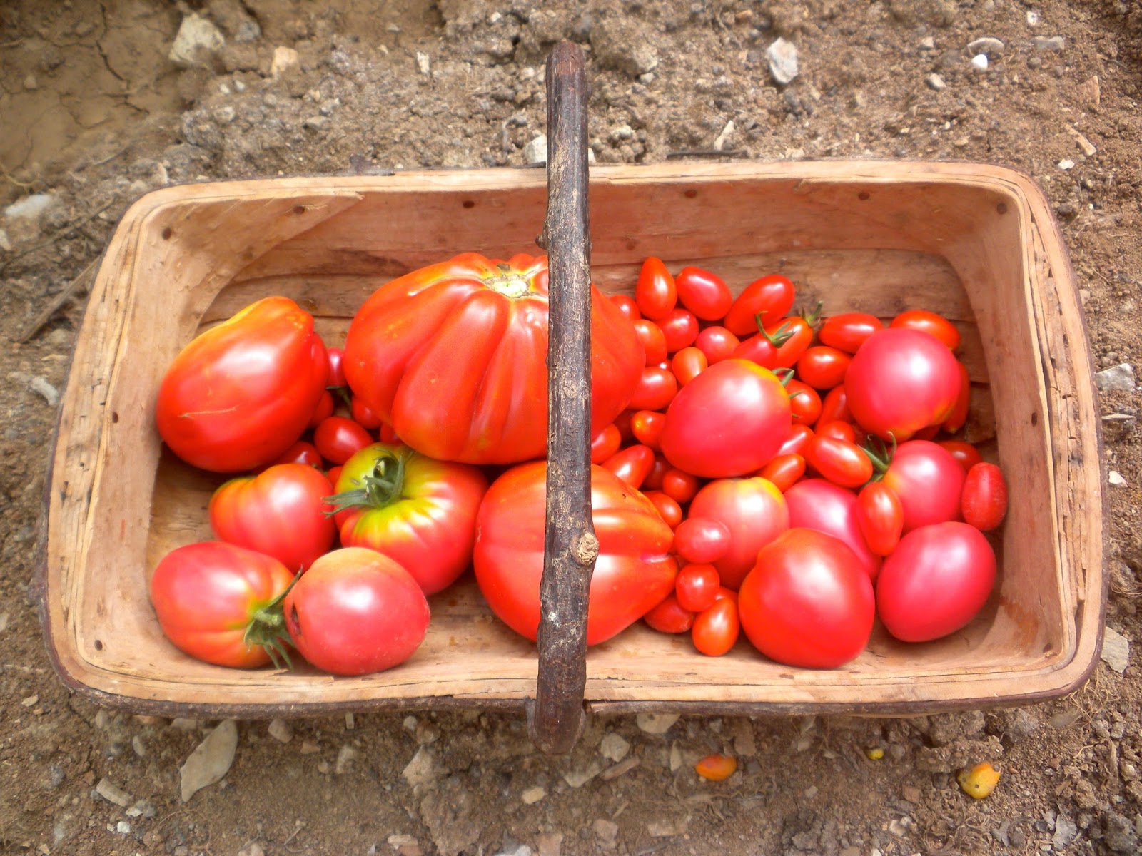 From A Tuscan Hillside Vegetable Patch Or Vegetable Garden 
