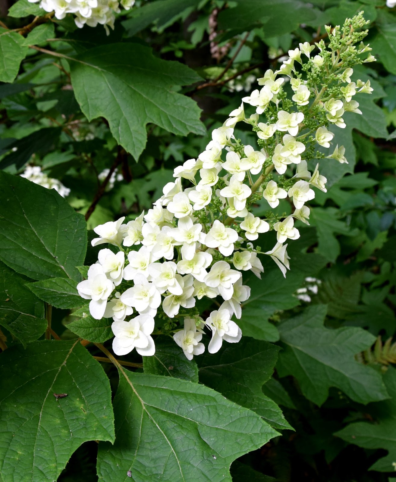 hydrangea oakleaf plants georgia native flowering season shrub form four using