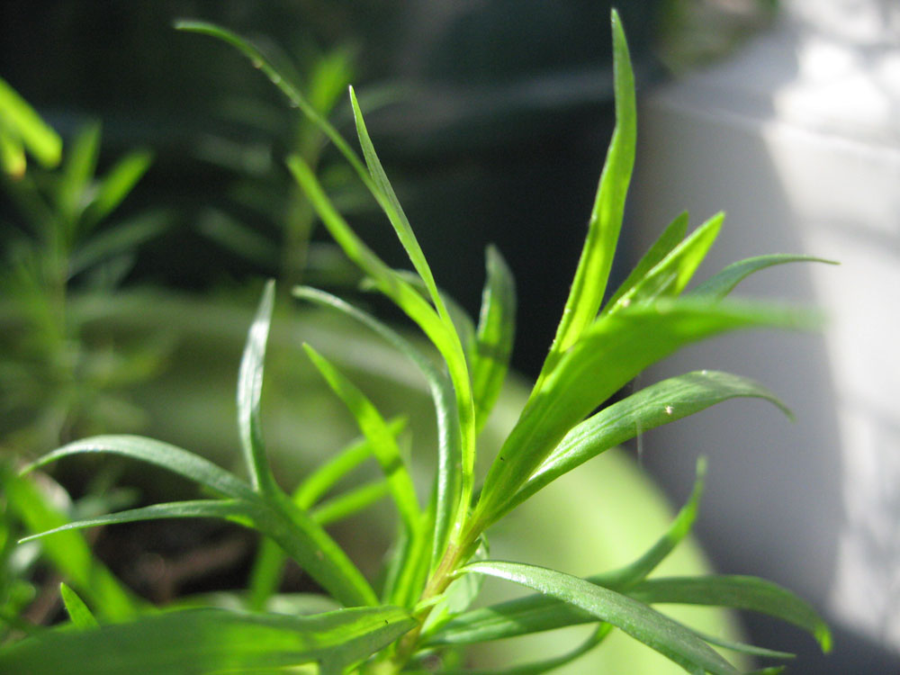 Mother Nature's Backyard A Waterwise Garden Plant of the Month