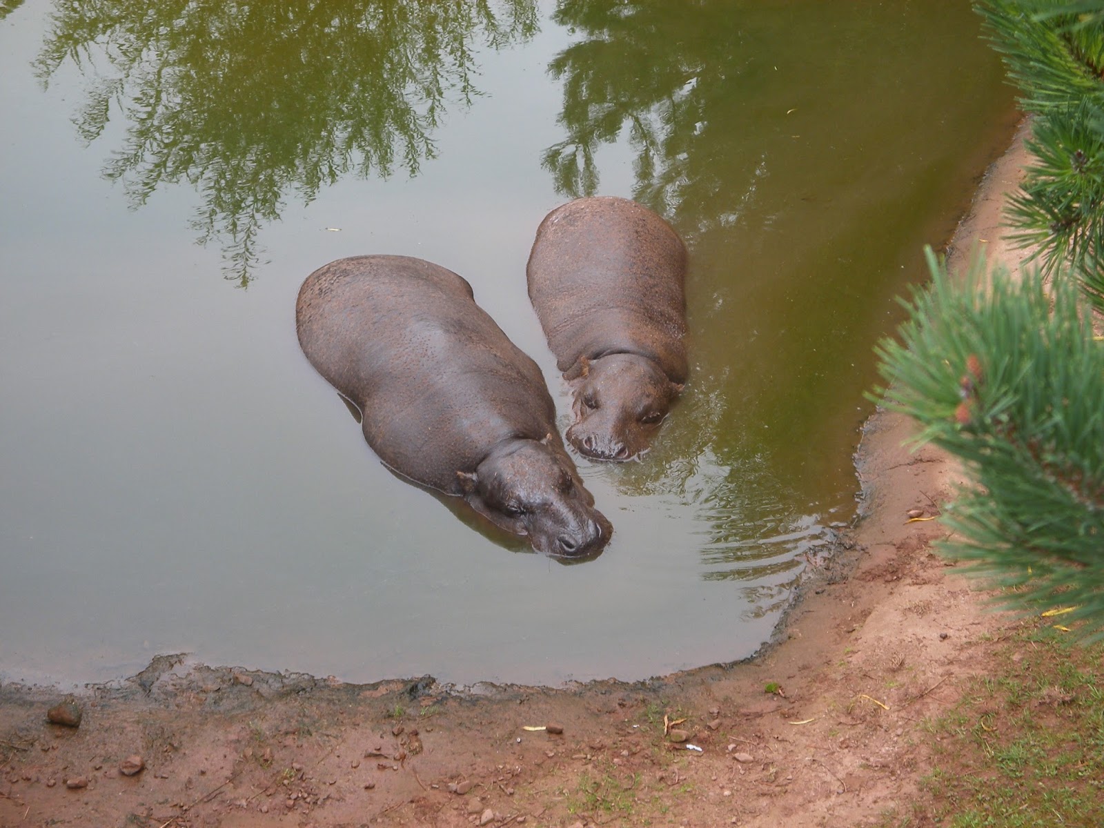 Eight Arm Octagon: South lakes Wild Animal Park