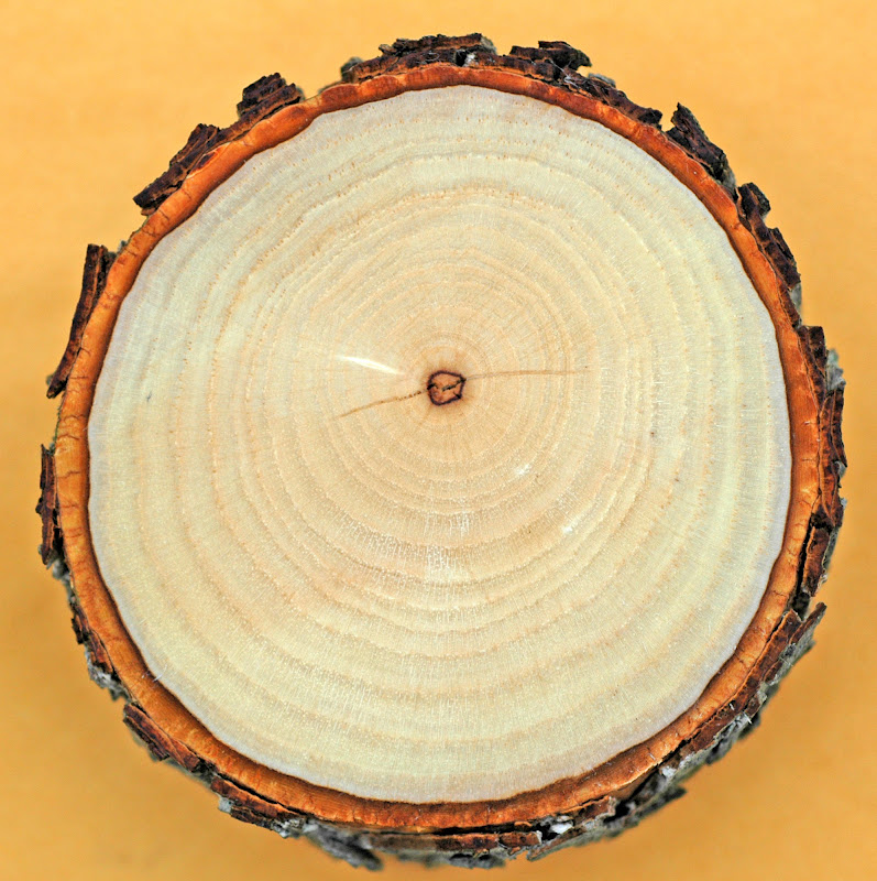 Northern Pecans Reaction wood