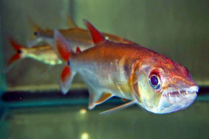 Red Tail Barracuda, Ikan Predator