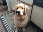 My golden retriever, BERIT