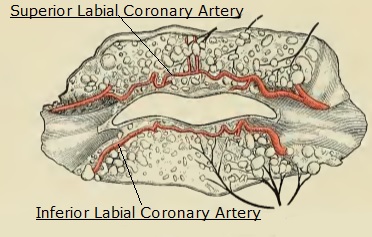Science & Medicine: Inferior Labial Coronary Artery