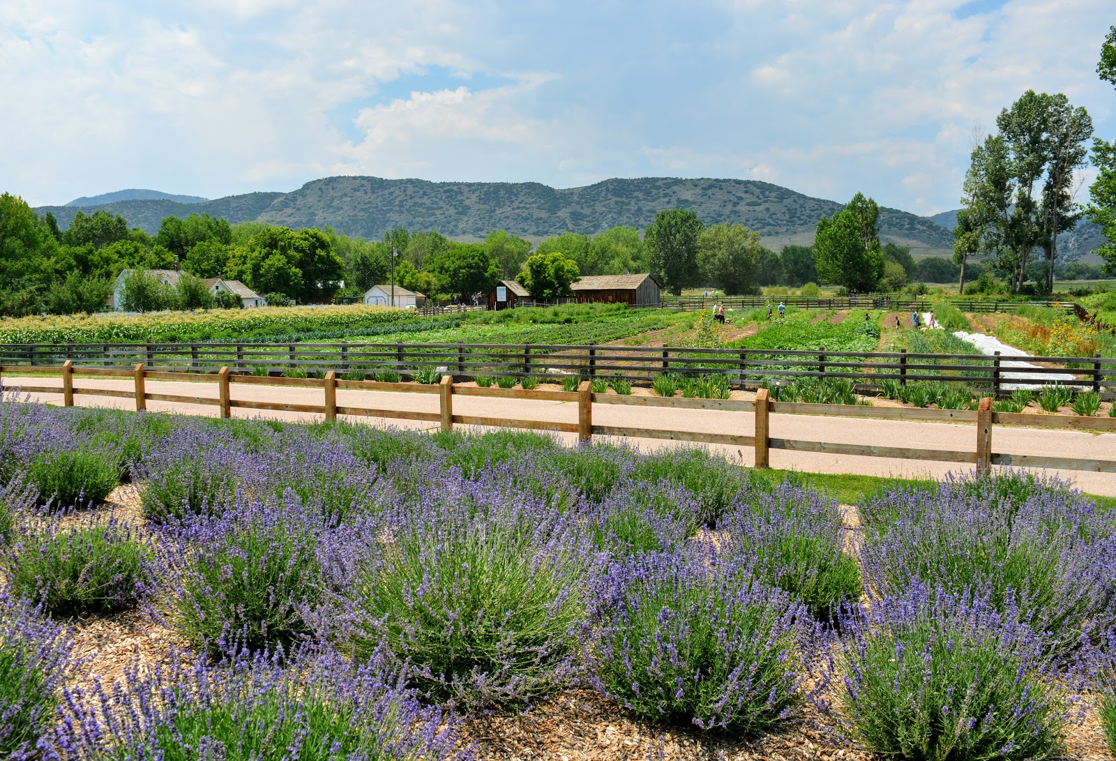 Mille Fiori Favoriti Lavender Festival at the Denver Botanic Gardens