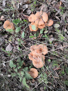 NATURE VIEWS / Fotografias de natureza, Castelo de Vide