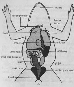 Gambar Sistem Pencernaan Katak - Homecare24
