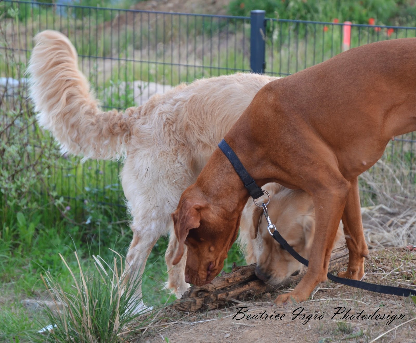 Amelies und Anelas Welt Bildergeschichte Ein wunderschöner Sommertag