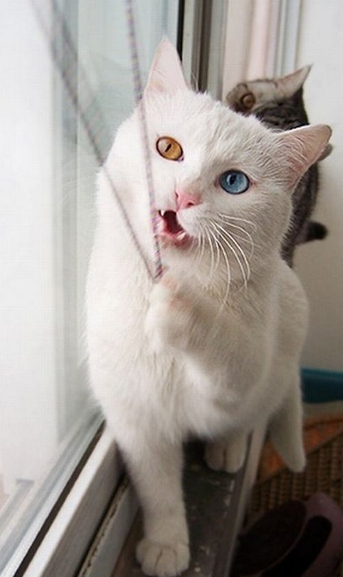 Heterochromia Cats (7 Pics)  Dazzler