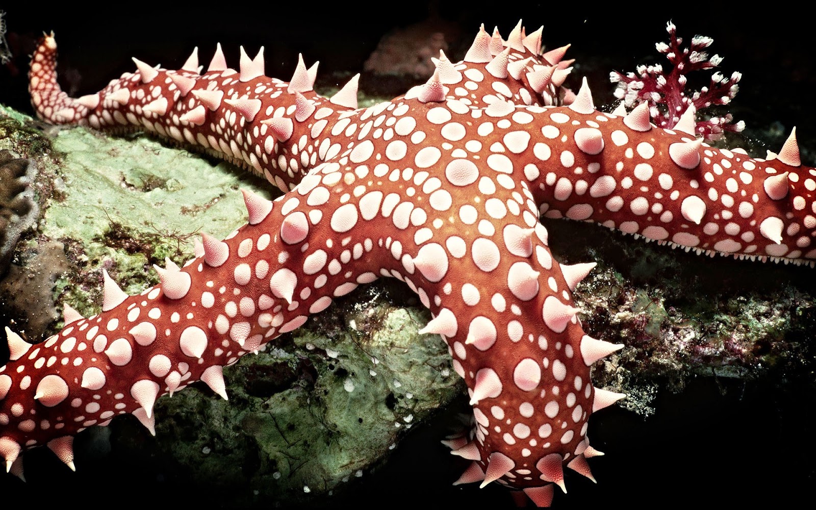 HD Starfish Wallpapers | Fun Animals Wiki, Videos, Pictures, Stories