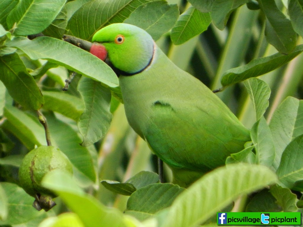 PARROT EATING GUAVA PicsVillage