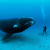 Porque animais marinhos são tão grandes?