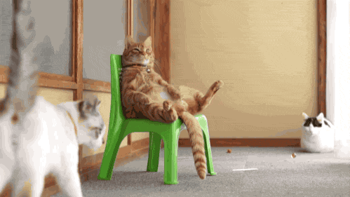 Funny cats, funny cat gif, animated cat picture