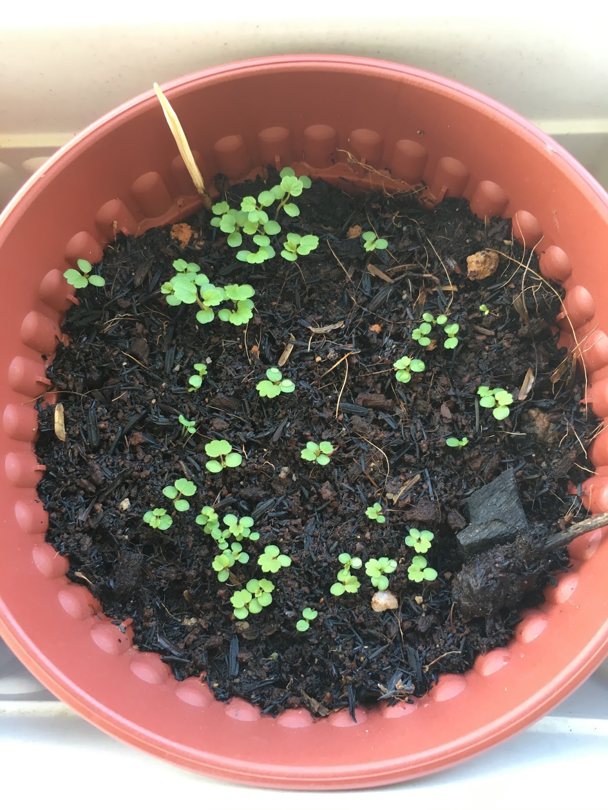 SG My Garden Is Good: Growing Strawberry from seeds in Singapore