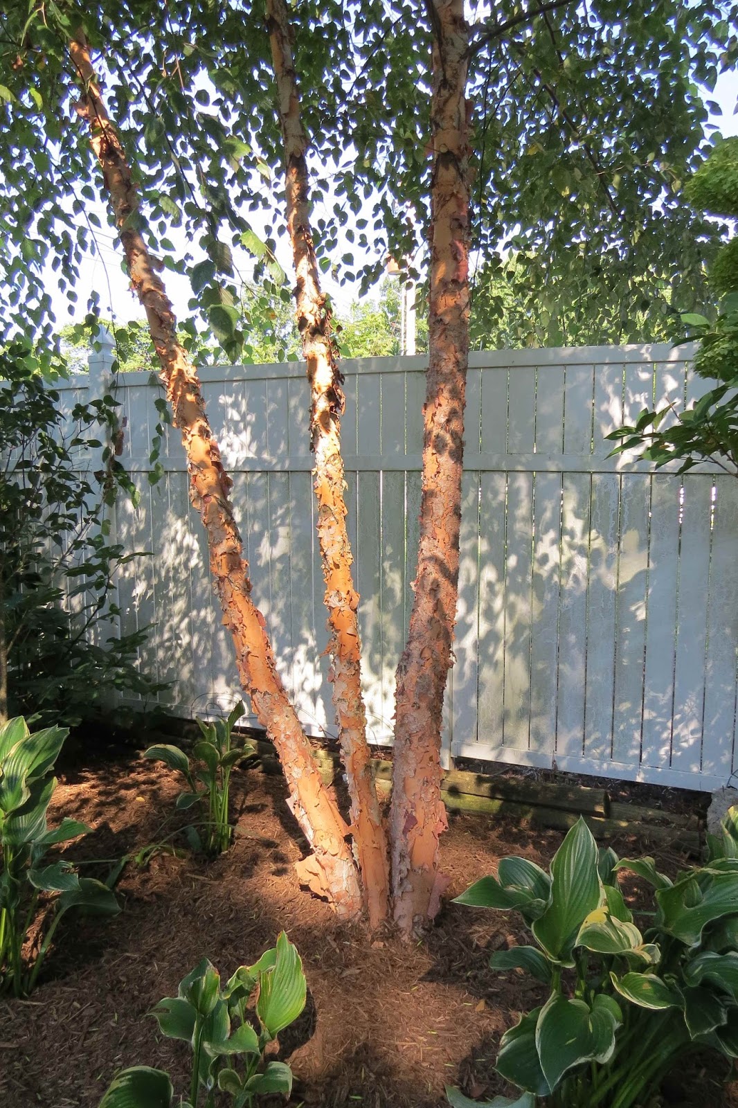 Greenbow Make over 1 River Birch Garden