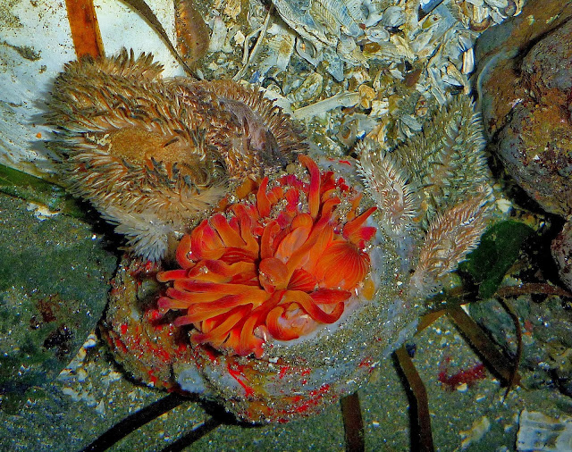 Buzz's Marine Life of Puget Sound Jan 4, 2014