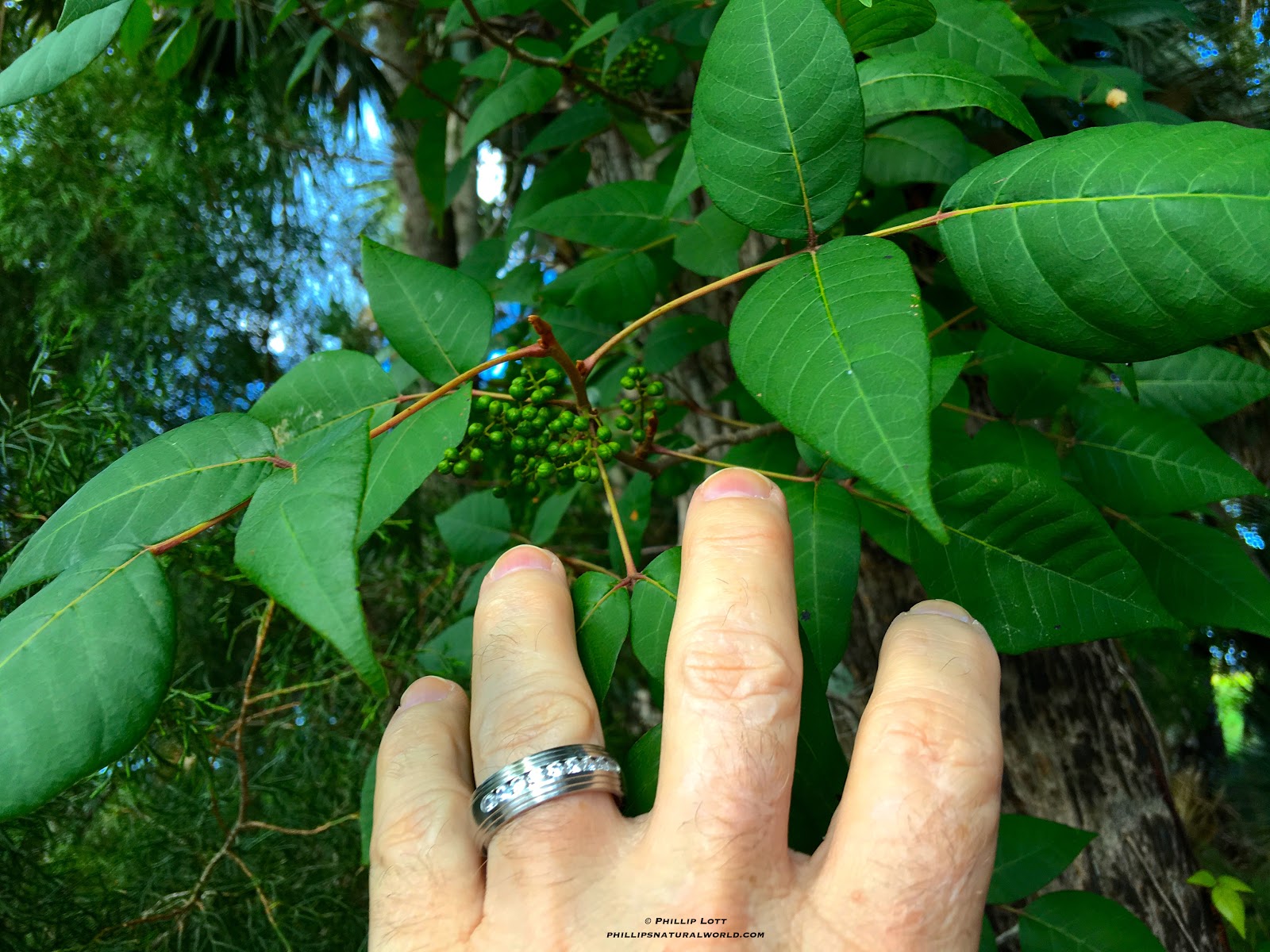 Phillip�s Natural World Florida�s 4 Common Poisonous Plants