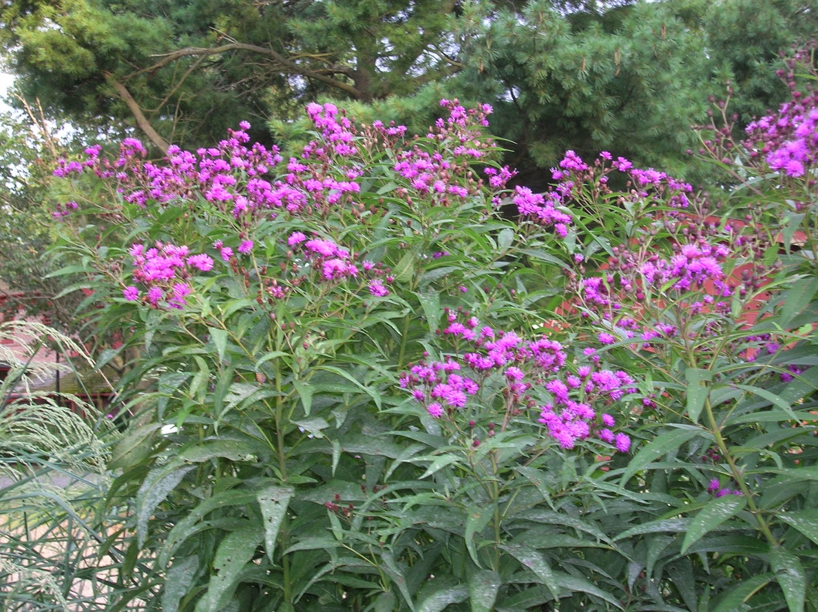 Native Plants New York Plant Ideas