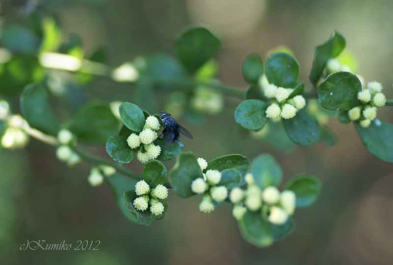 Flower Dictionary Unknown (white ball flower)