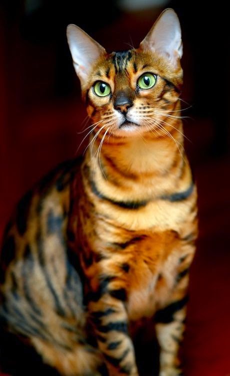 Top 5 Best Cat Breeds In The World