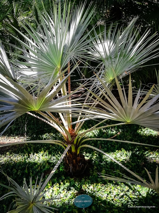 Estufa Fría del parque Juan Carlos I