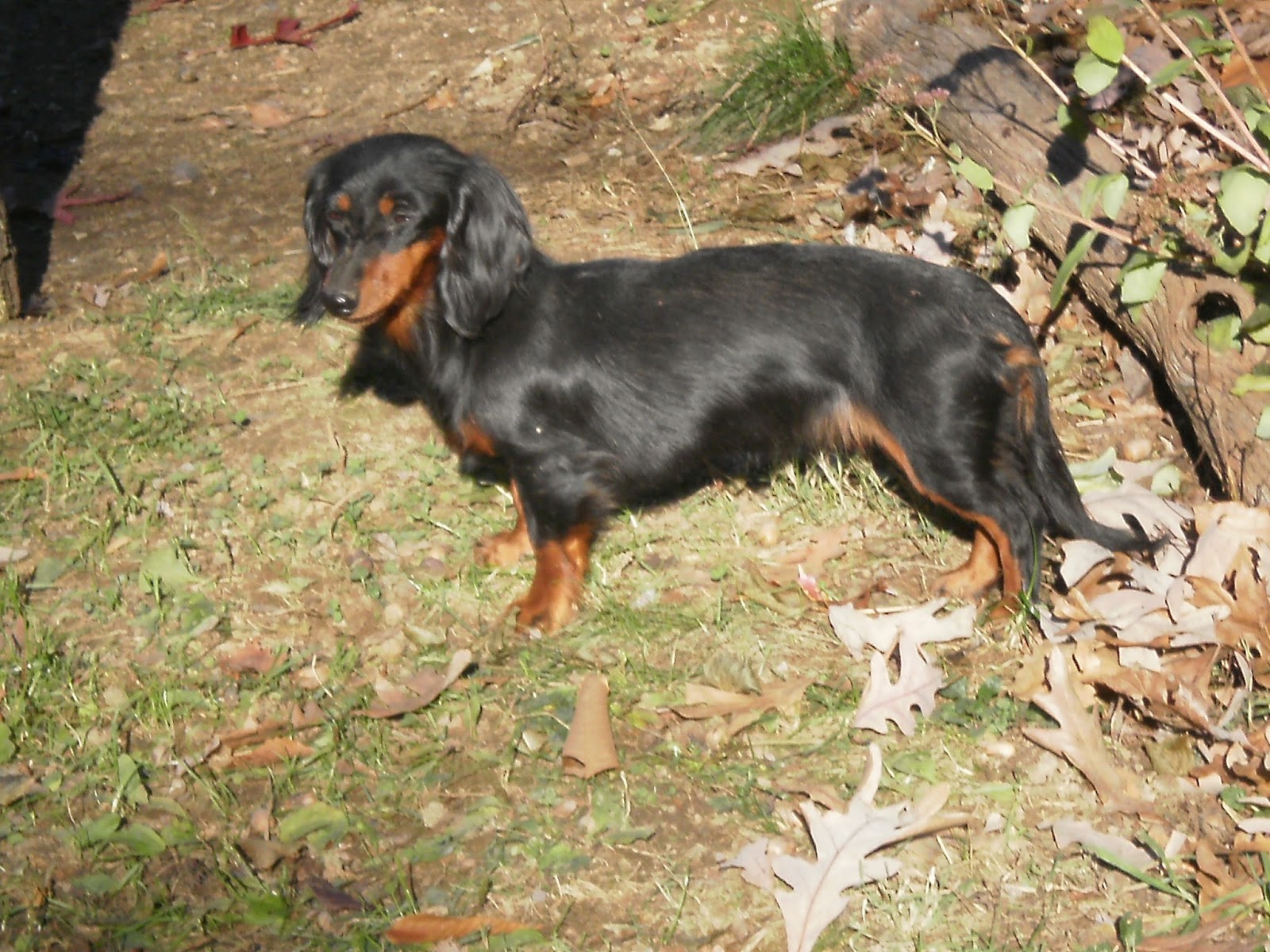 Terrierman's Daily Dose Show Vs Working Lines Dachshund