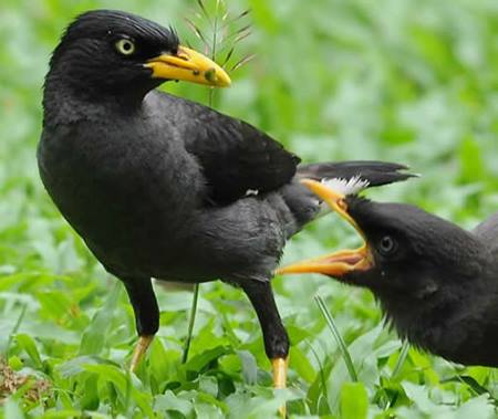 Harga Burung Jalak Kebo Terbaru Februari 2018 Burung Jawara