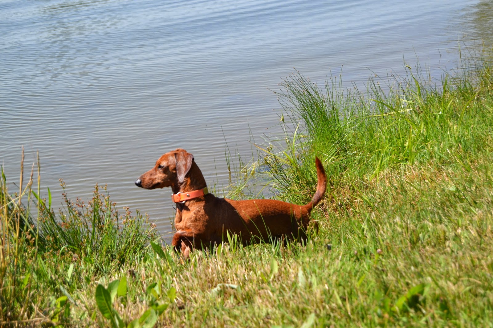 How to Keep Your Dog Active The Nutritionist Reviews